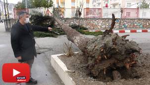 Fırtınaya dayanamayan çam ağacı böyle devrildi