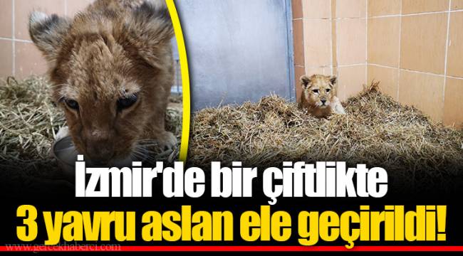 İzmir'de bir çiftlikte 3 yavru aslan ele geçirildi!