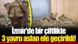 İzmir'de bir çiftlikte 3 yavru aslan ele geçirildi!