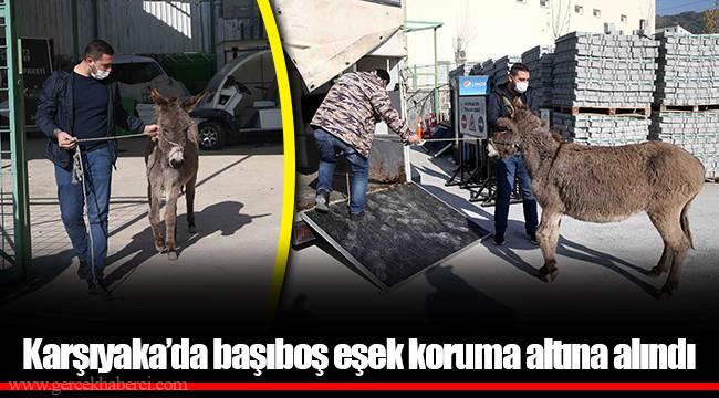 Karşıyaka’da başıboş eşek koruma altına alındı