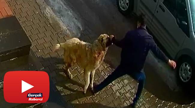 Kendisine saldıran köpeği yumruklayarak kurtuldu