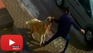 Kendisine saldıran köpeği yumruklayarak kurtuldu