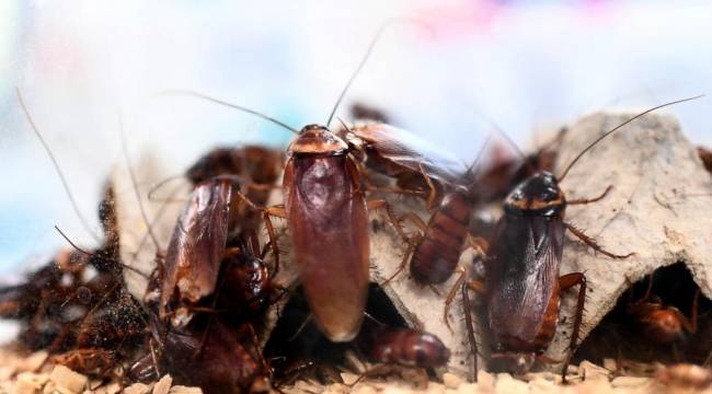 Kocasının kahvesine zehir atan kadın güvenlik kamerasına yakalanınca tutuklandı