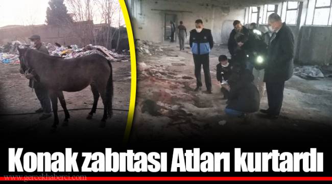 Konak zabıtası Atları kurtardı