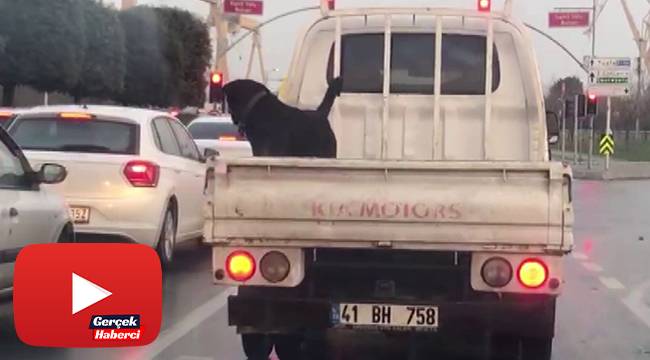 Köpeğin 85 km hızla kamyonet kasasındaki tehlikeli yolculuğu kamerada