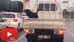 Köpeğin 85 km hızla kamyonet kasasındaki tehlikeli yolculuğu kamerada