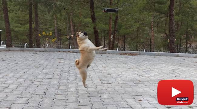 Köpeklerin drone ile imtihanı