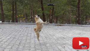 Köpeklerin drone ile imtihanı