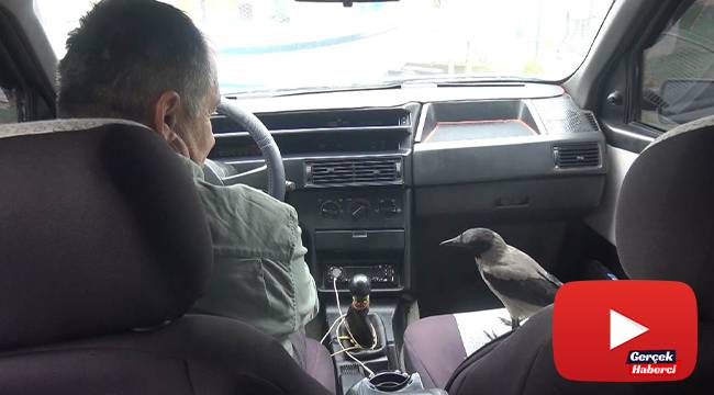 Otomobille gezen karga görenleri şaşırtıyor
