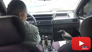 Otomobille gezen karga görenleri şaşırtıyor