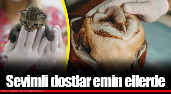 Sevimli dostlar emin ellerde