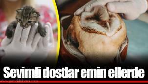 Sevimli dostlar emin ellerde