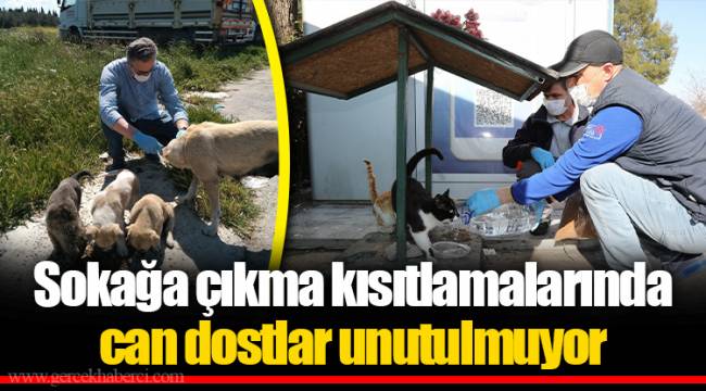 Sokağa çıkma kısıtlamalarında can dostlar unutulmuyor
