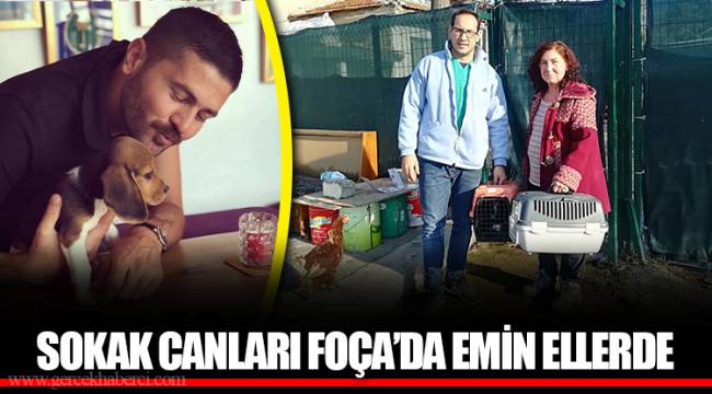 SOKAK CANLARI FOÇA’DA EMİN ELLERDE