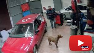 Tamirhanede pitbull paniği kamerada