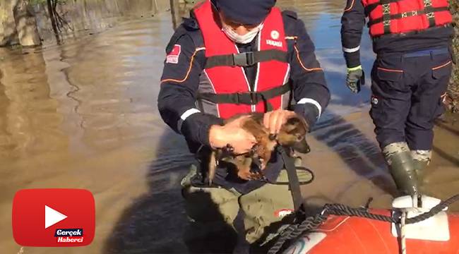 Taşkında mahsur kalan 3 yavru köpek kurtarıldı