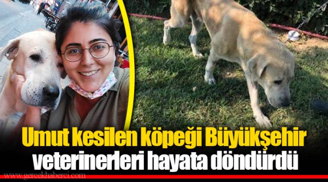 Umut kesilen köpeği Büyükşehir veterinerleri hayata döndürdü