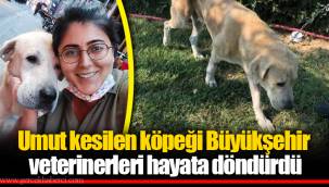 Umut kesilen köpeği Büyükşehir veterinerleri hayata döndürdü