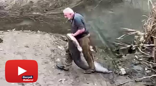 Yeşilırmak’ta boyu kadar balığı böyle yakaladı