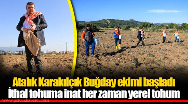 Atalık Karakılçık Buğday ekimi başladı