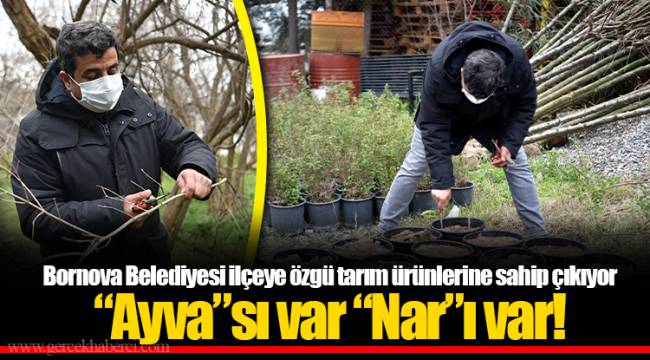 “Ayva”sı var “Nar”ı var!