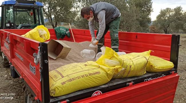 AYVALIK BELEDİYESİ ZEYTİNLİKLERİNDE HEDEF: REKOLTEYİ İKİYE KATLAMAK