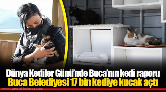 Buca Belediyesi 17 bin kediye kucak açtı 
