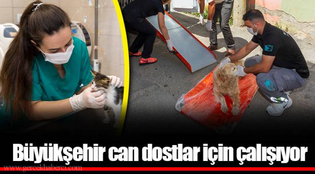 Büyükşehir can dostlar için çalışıyor