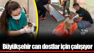 Büyükşehir can dostlar için çalışıyor