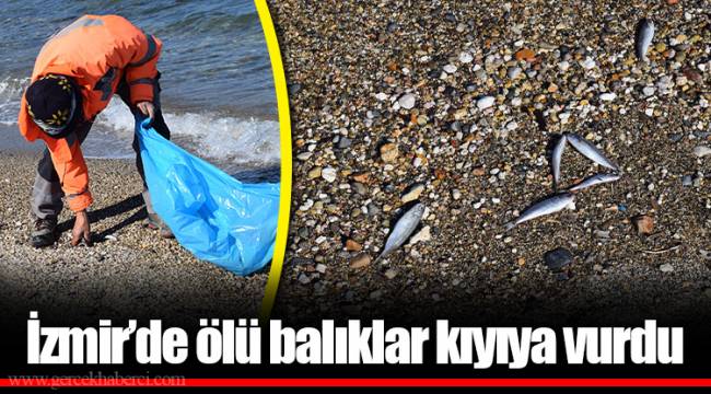 İzmir’de ölü balıklar kıyıya vurdu