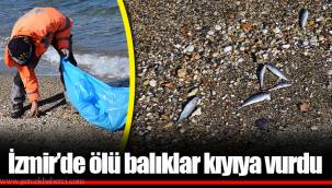 İzmir’de ölü balıklar kıyıya vurdu