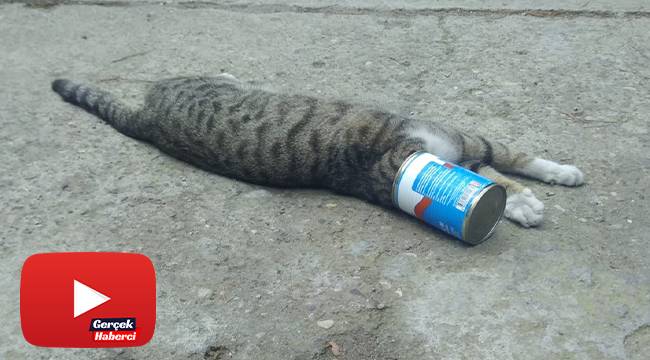 Kafası konserve kutusuna sıkışan kediyi itfaiye kurtardı