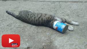 Kafası konserve kutusuna sıkışan kediyi itfaiye kurtardı