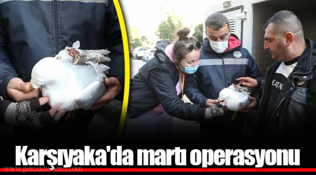 Karşıyaka'da martı operasyonu