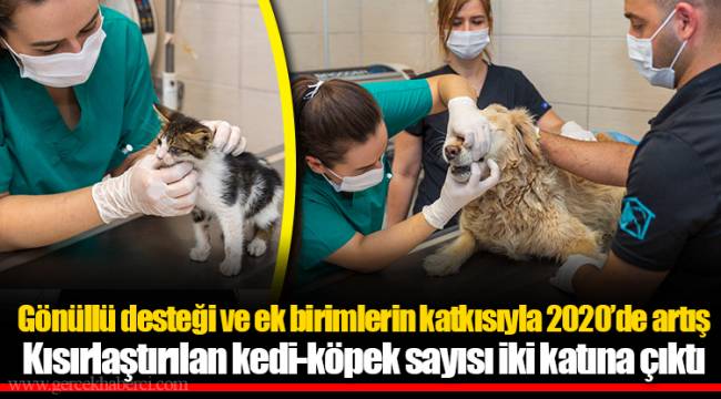 Kısırlaştırılan kedi-köpek sayısı iki katına çıktı