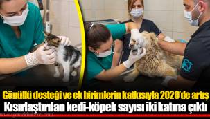 Kısırlaştırılan kedi-köpek sayısı iki katına çıktı