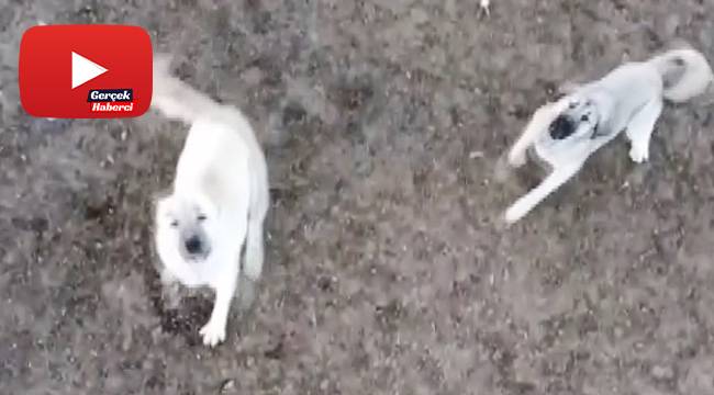 Koyun sürüsünü droneden korumak isteyen çoban köpeklerinin imtihanı
