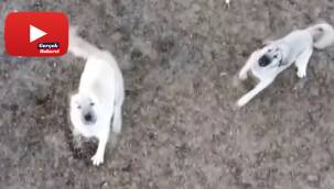 Koyun sürüsünü droneden korumak isteyen çoban köpeklerinin imtihanı