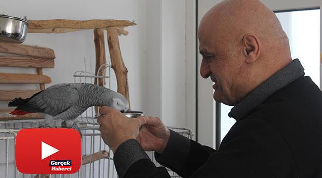 Papağan "Ufuk" insan gibi konuşuyor