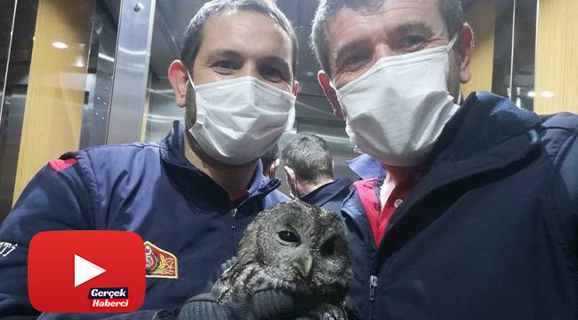Pencereden eve giren baykuşu itfaiyeciler doğaya saldı