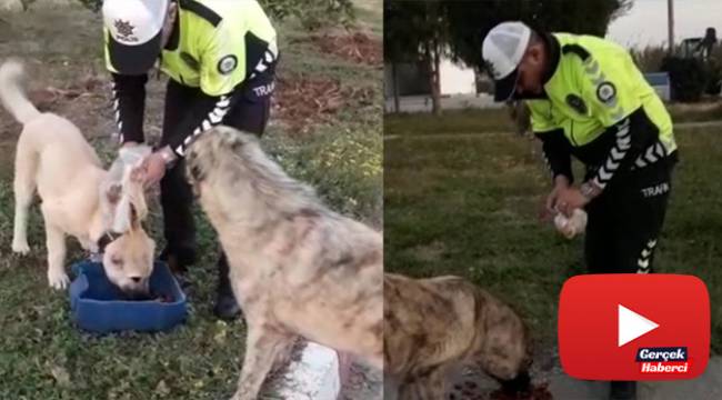 Polisin hayvan sevgisi
