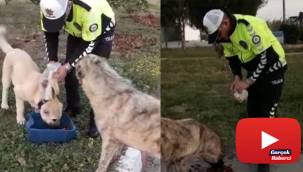 Polisin hayvan sevgisi