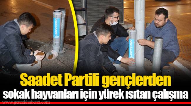 Saadet Partili gençlerden sokak hayvanları için yürek ısıtan çalışma