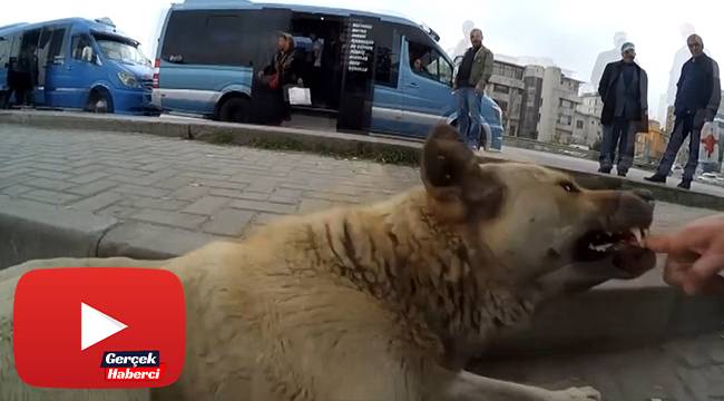 Sokak köpeklerini sinirlendirip kendini ısırttırıyor