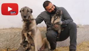 Ünü ülke sınırlarını aştı, fiyatı altınla yarışıyor