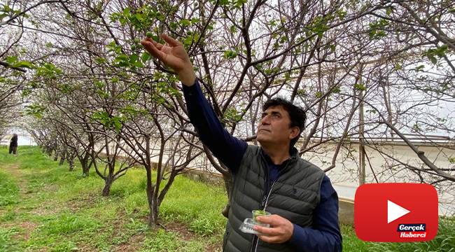 100 gram erik ağacında 100 TL’den satışa sunuldu