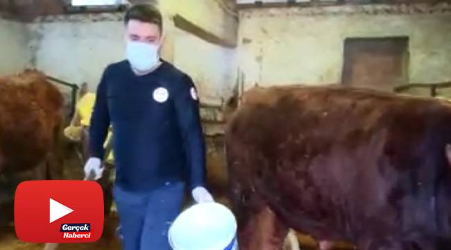112 ekibi, karantinadaki yaşlı kadının ineklerini besledi