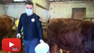 112 ekibi, karantinadaki yaşlı kadının ineklerini besledi