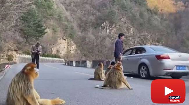 Altın maymunlar Çin&#039;de yol kapattı
