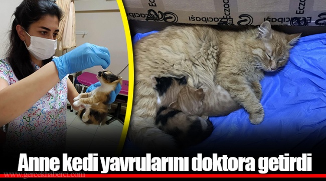 Anne kedi yavrularını doktora getirdi